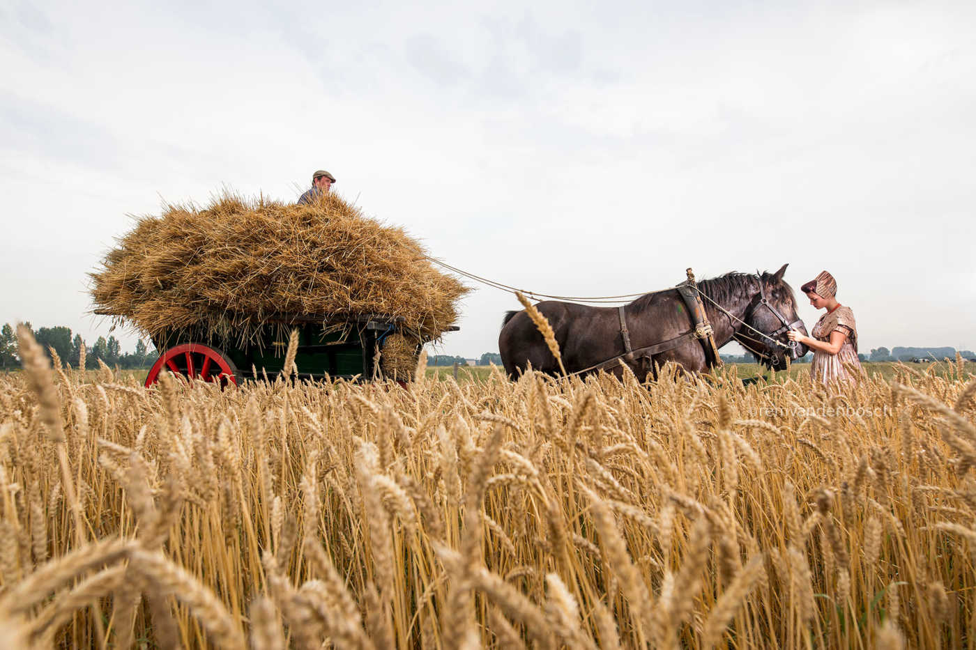 Eline in moderne walcherse dracht met trekpaard en wagen vol stro tijdens een oogstdemonstratie Zeeuws Trekpaard fotografie Rem van den Bosch 