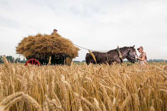 Eline in moderne walcherse dracht met trekpaard en wagen vol stro tijdens een oogstdemonstratie Zeeuws Trekpaard fotografie Rem van den Bosch 